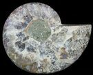 Agatized Ammonite Fossil (Half) #56313-1